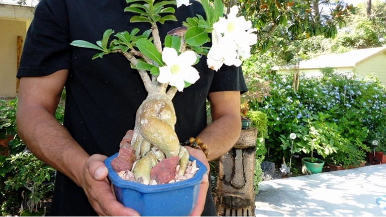 Cần chọn chậu phù hợp với kích thước cây hoa sứ và đảm bảo thoát nước tốt