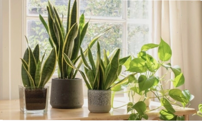 Cần trồng và chăm sóc các loại cây đúng cách để cây phát triển khỏe mạnh