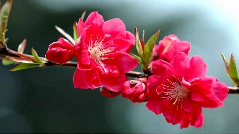 Cành đào bích và cành mai vàng khoe sắc bên nhau ngày Tết