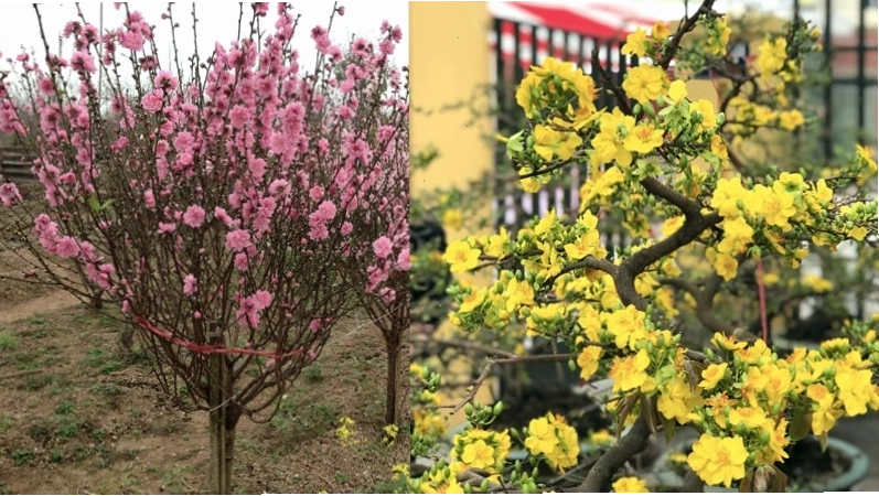 Cành đào và mai khoe sắc, mang không khí xuân về nhà