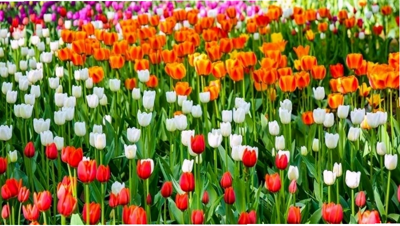 Cánh đồng hoa tulip rực rỡ tại Hà Lan