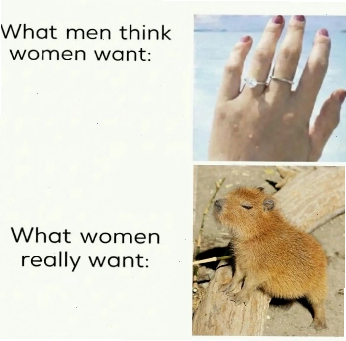 Capybara meme biểu cảm bình thản trong mọi tình huống
