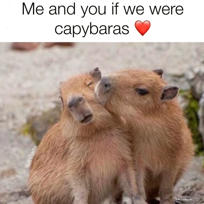 Capybara meme hoạt hình độc đáo