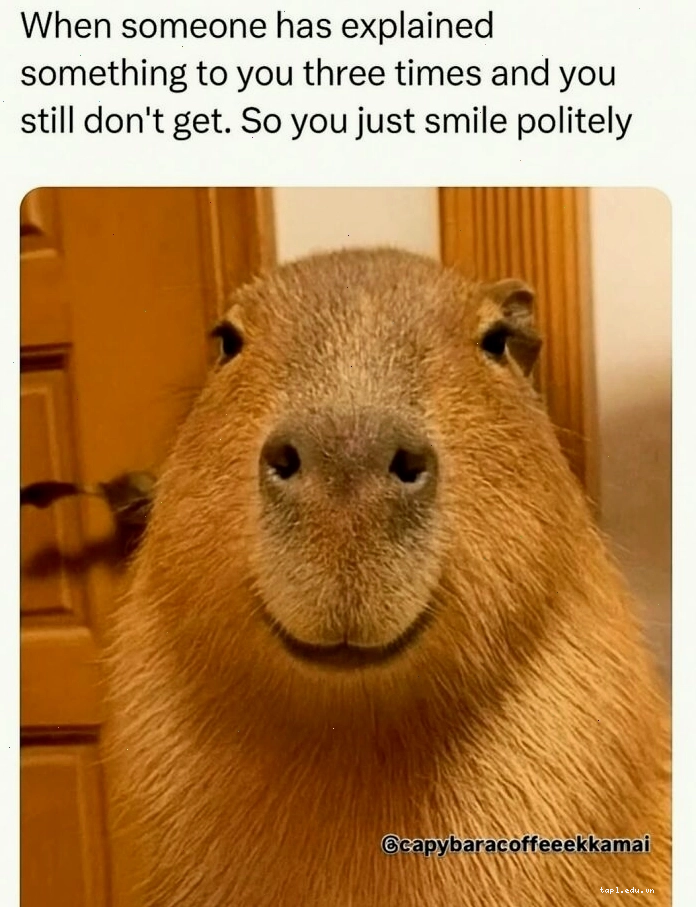 Capybara meme thể hiện sự bình tĩnh đáng kinh ngạc