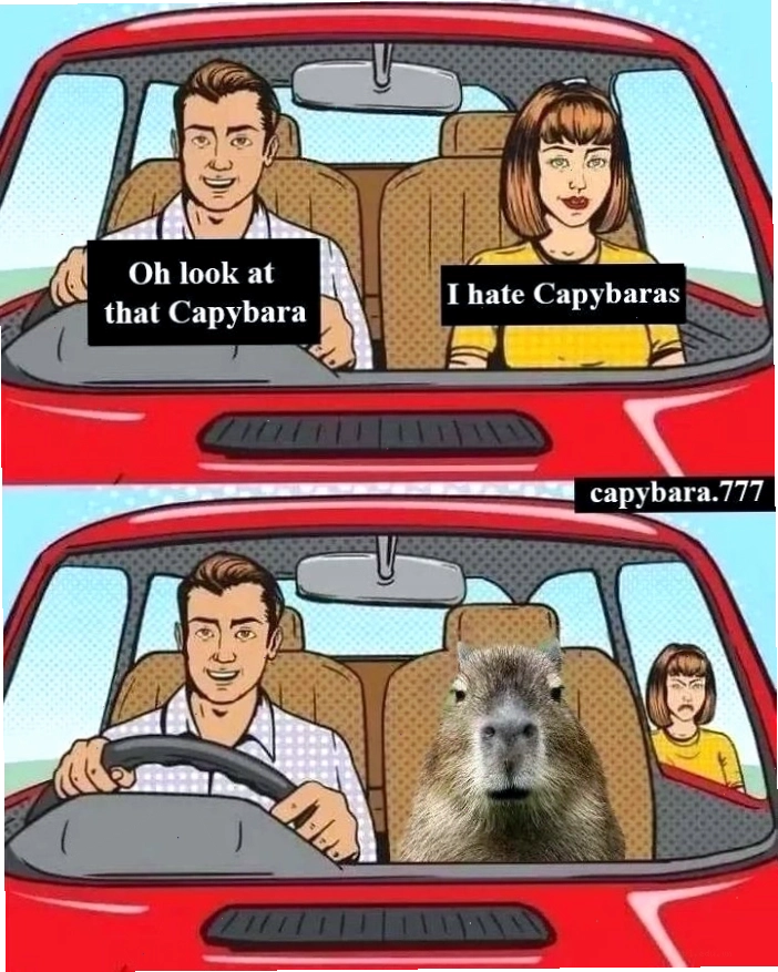Capybara meme với biểu cảm "nhìn gì mà nhìn"