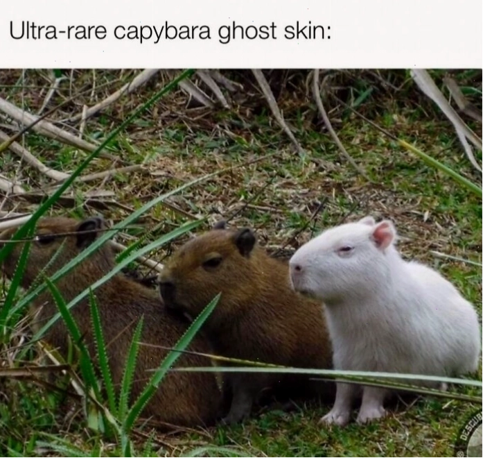 Capybara ngồi thư giãn trong bồn tắm