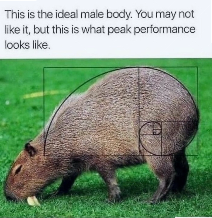 Capybara trong các tình huống đời thường được chế thành meme