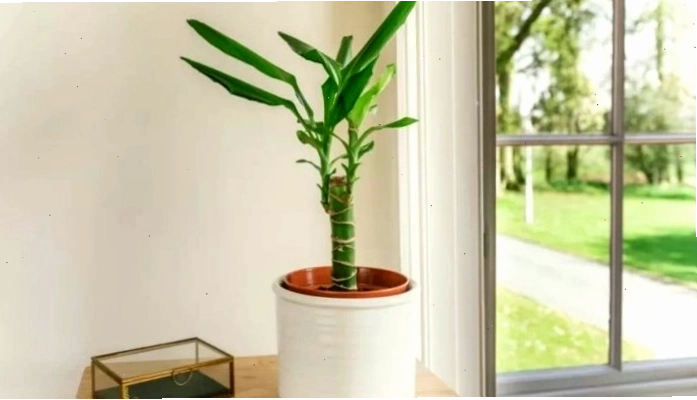 Cắt tỉa và tạo dáng cho cây Thiết Mộc Lan