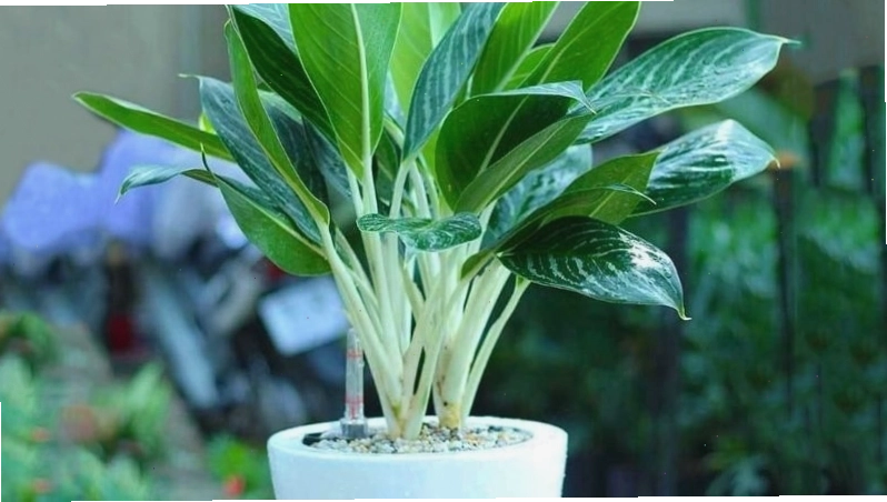 Cây bạch mã hoàng tử với lá to bản và gân trắng nổi bật