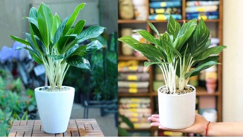 Cây Bạch Mã Hoàng Tử với thân trắng và lá xanh nổi bật