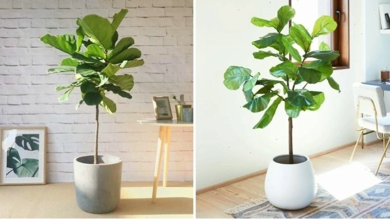 Cây bàng Singapore với vẻ ngoài sang trọng, hiện đại
