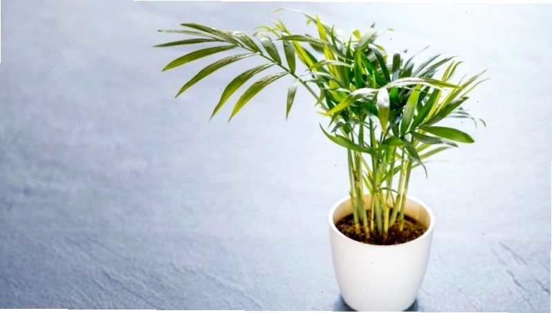 Cây Cau Tiểu Trâm mang vẻ đẹp thanh lịch