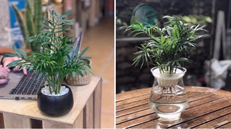 Cây cau tiểu trâm mang vẻ đẹp thanh mảnh và ý nghĩa may mắn