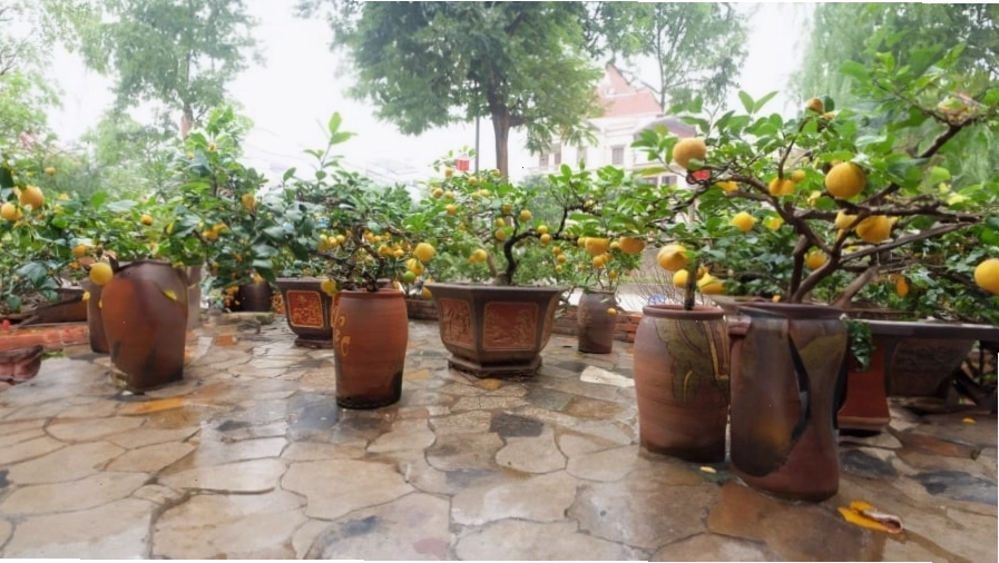 Cây chanh cảnh với tán lá xanh tốt, biểu tượng của sự sung túc và may mắn