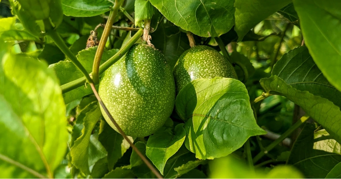 Cây chanh dây sau khi trồng khoảng 6-12 tháng sẽ bắt đầu cho trái
