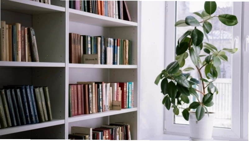 Cây đa búp đỏ với những chiếc lá lớn màu đỏ ấn tượng