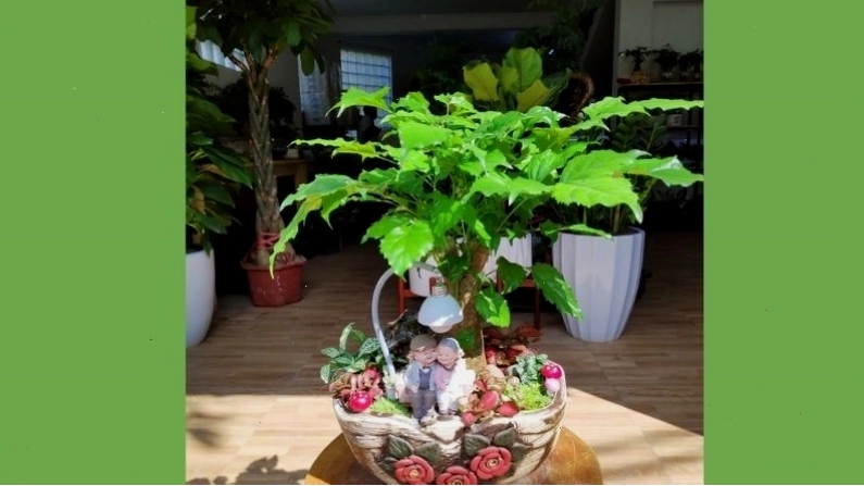 Cây hạnh phúc để bàn mang lại sự tươi mát cho không gian làm việc