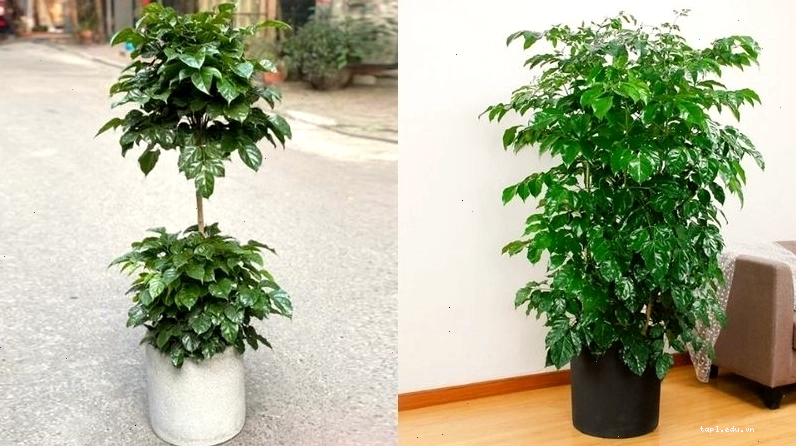 Cây hạnh phúc trong chậu cao trang trí góc nhà