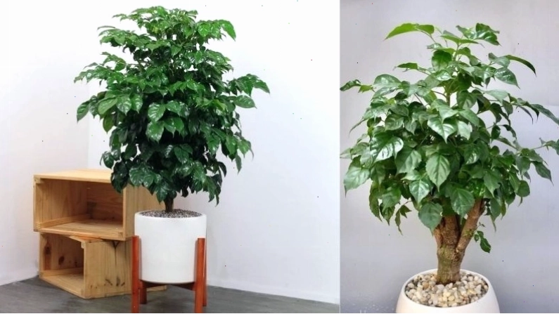 Cây hạnh phúc trong chậu làm không gian sống thêm tươi mát