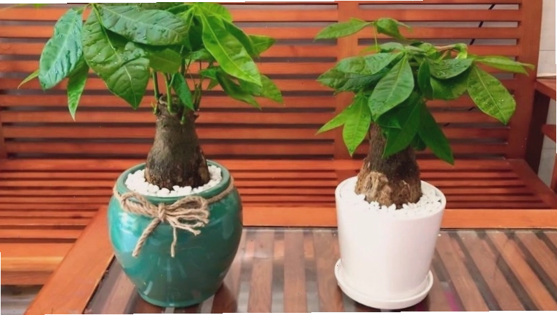 Cây hạnh phúc trong chậu tròn được yêu thích
