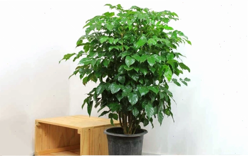 Cây hạnh phúc trồng trong nhà có chiều cao khiêm tốn và ít ra hoa