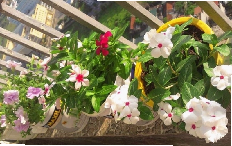 Cây hoa dừa cạn với nhiều màu sắc rực rỡ, dễ trồng và chịu nắng tốt