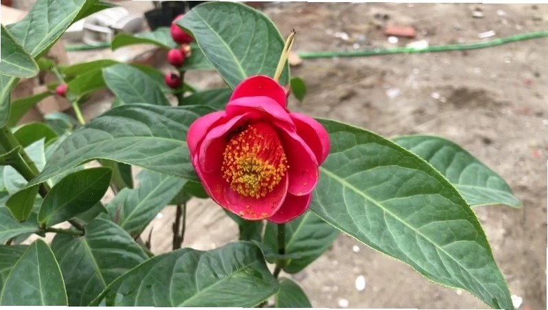 Cây hoa hải đường tương đối dễ trồng và chăm sóc