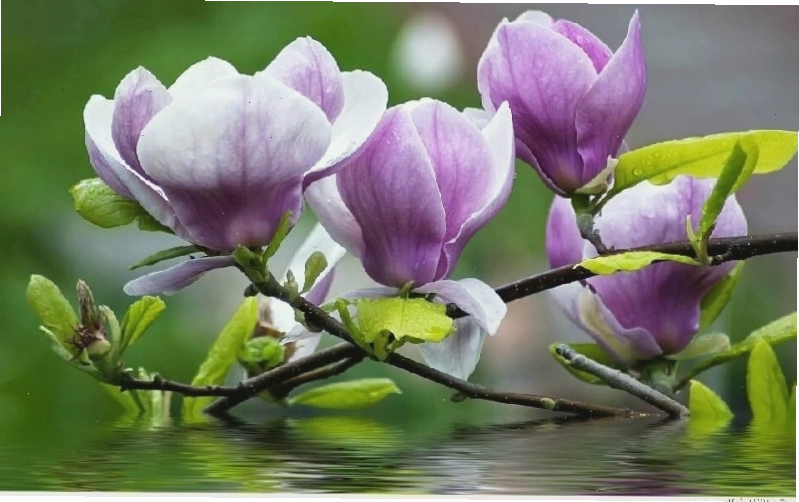 Cây hoa Mộc Lan tím trong không gian sân vườn