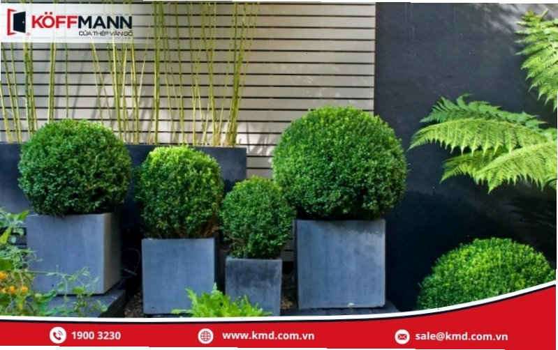 Cây Hoa Ngâu với dáng vẻ cổ kính, hợp phong thủy