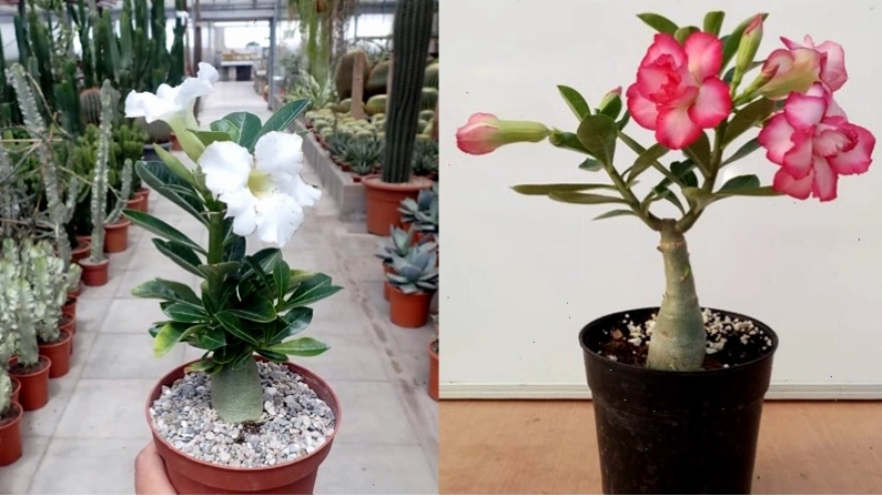 Cây hoa sứ chịu sáng và chịu hạn tốt, cần cung cấp đủ ánh nắng mặt trời