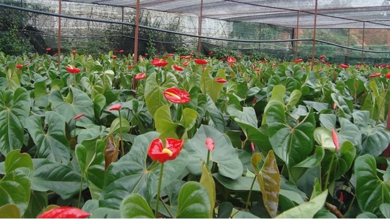 Cây Hồng Môn