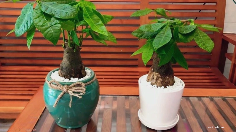 Cây Kim Ngân mang lại may mắn và tài lộc cho người mệnh Thủy