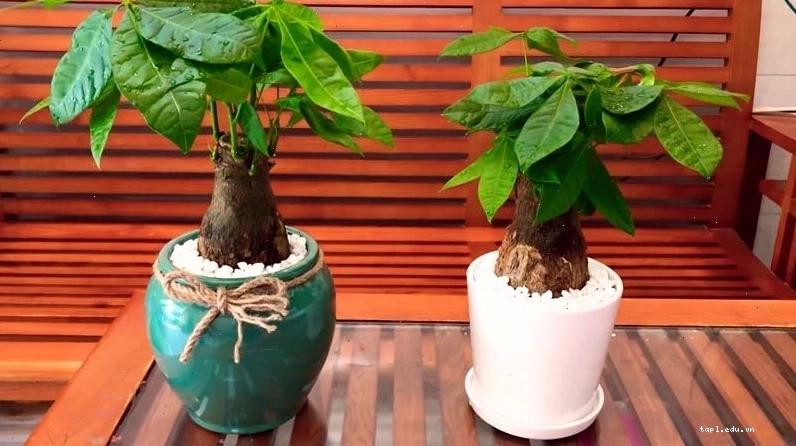 Cây kim ngân với dáng thân tết độc đáo