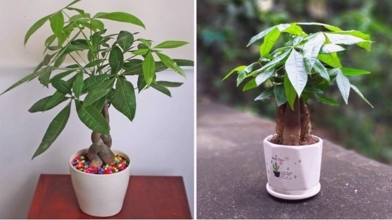 Cây kim ngân với lá xanh mướt, mang lại tài lộc và may mắn cho người mệnh Mộc