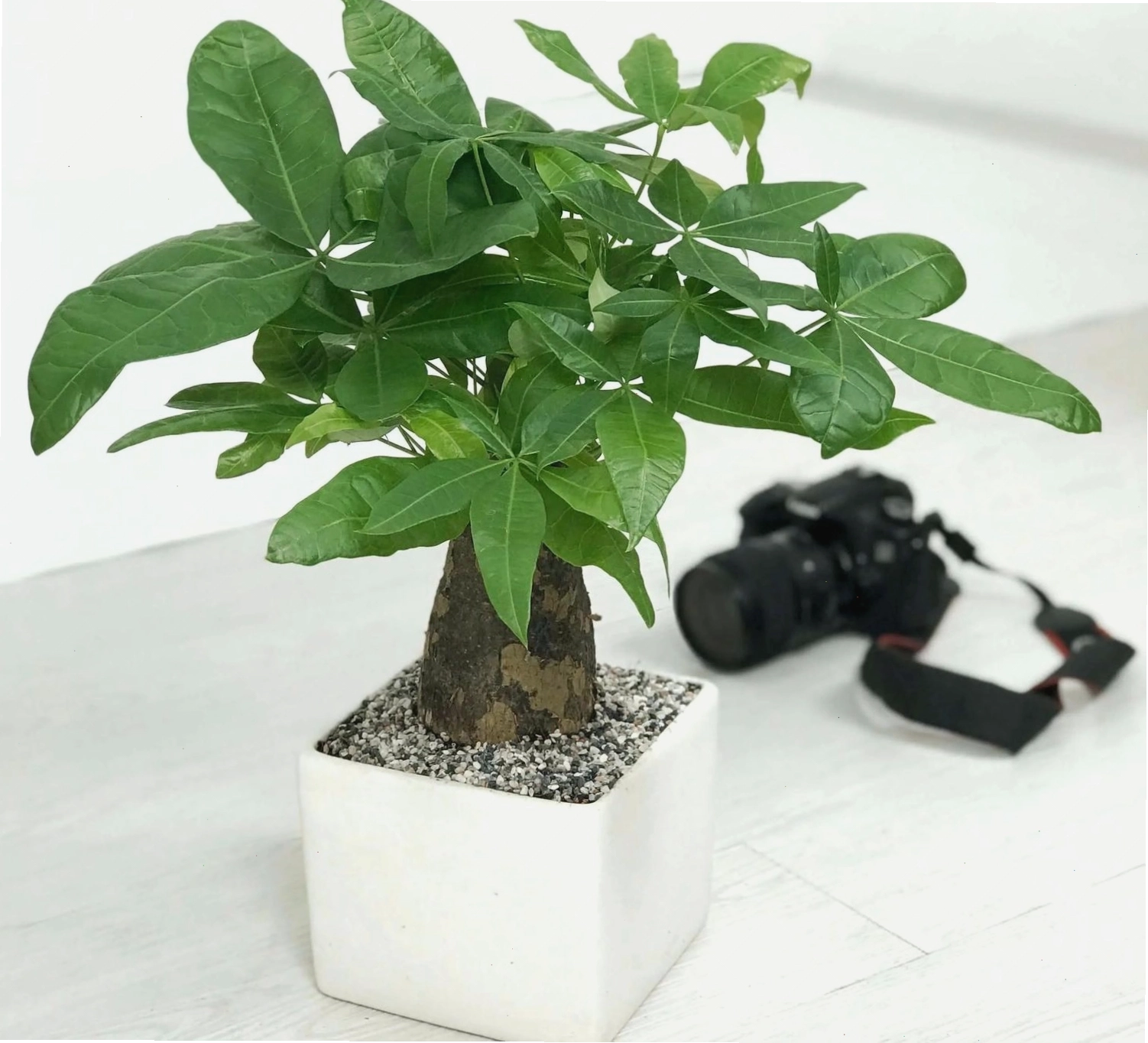 Cây Kim Ngân với lá xanh tươi, biểu tượng của tài lộc