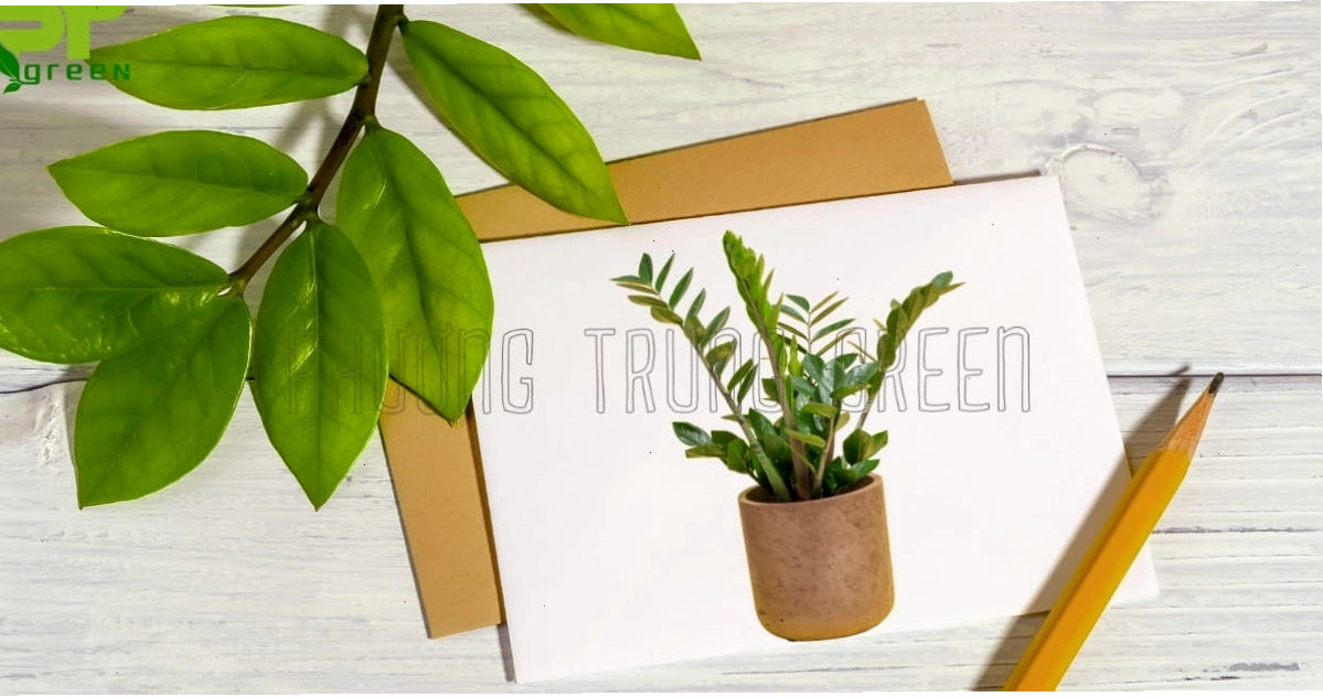 Cây Kim Tiền mang lại nhiều lợi ích thiết thực về sức khỏe và không gian sống