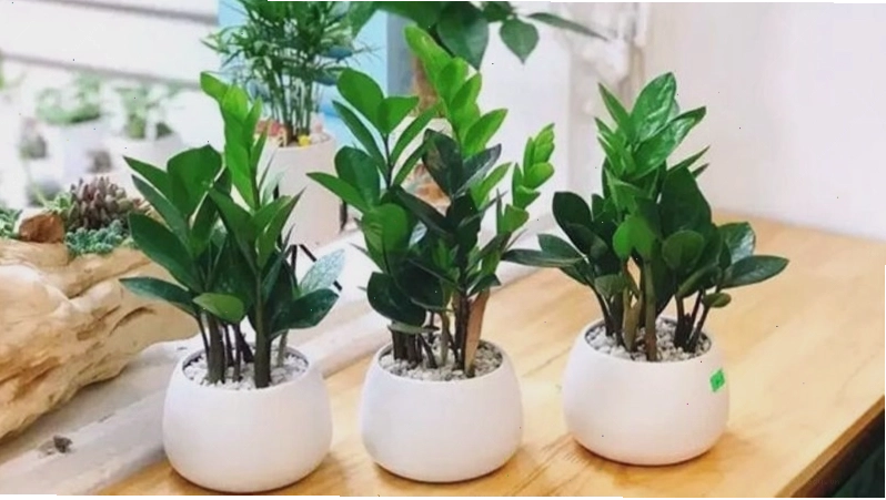 Cây kim tiền với lá vươn cao, biểu tượng cho sự phát triển và tài lộc