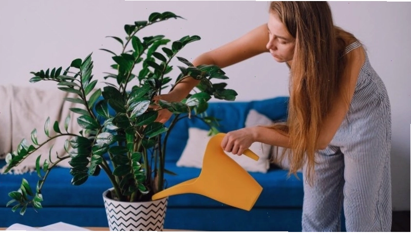 Cây kim tiền với lá xanh bóng đẹp phù hợp trồng trong nhà
