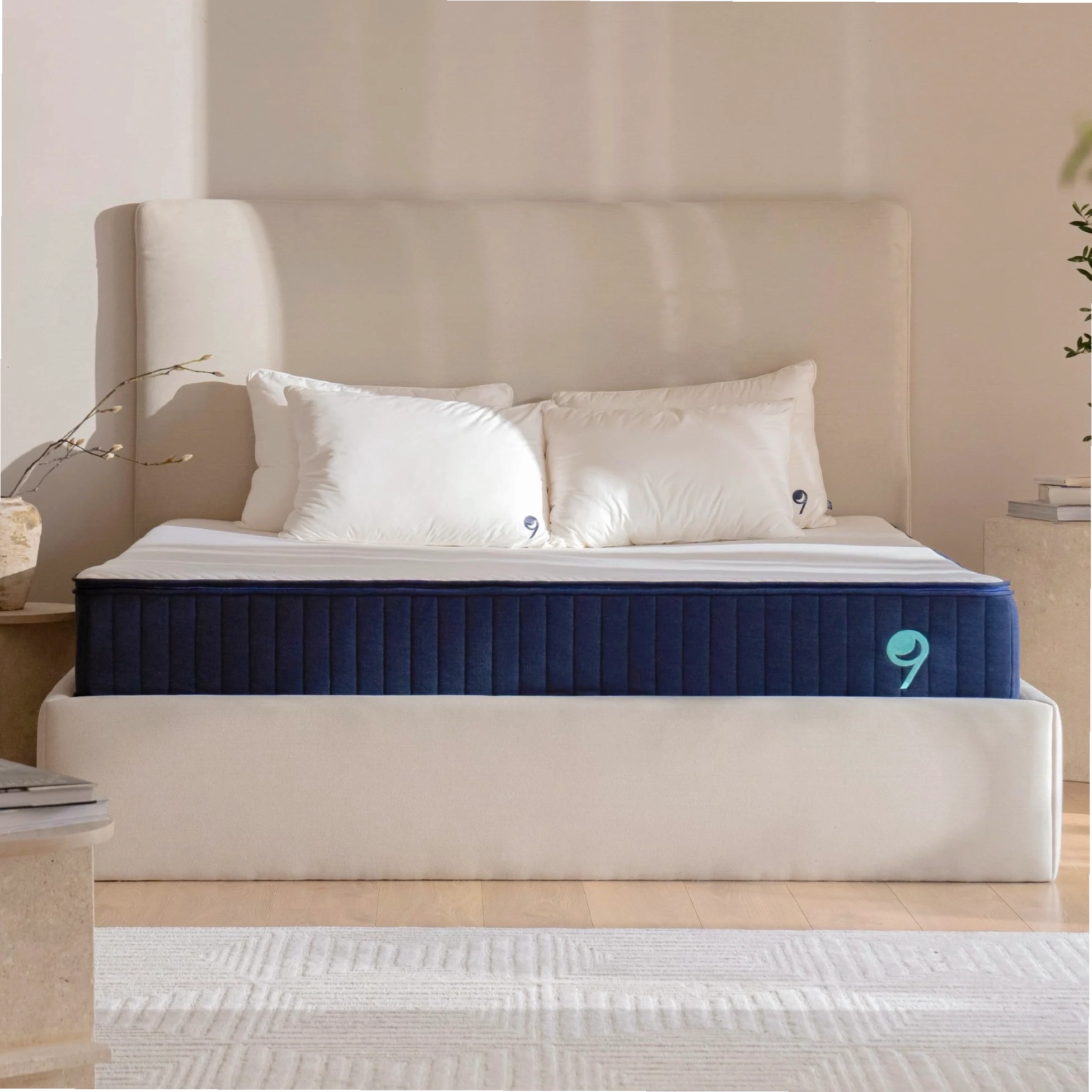 Cây kim tiền với lá xanh mướt tượng trưng cho tài lộc