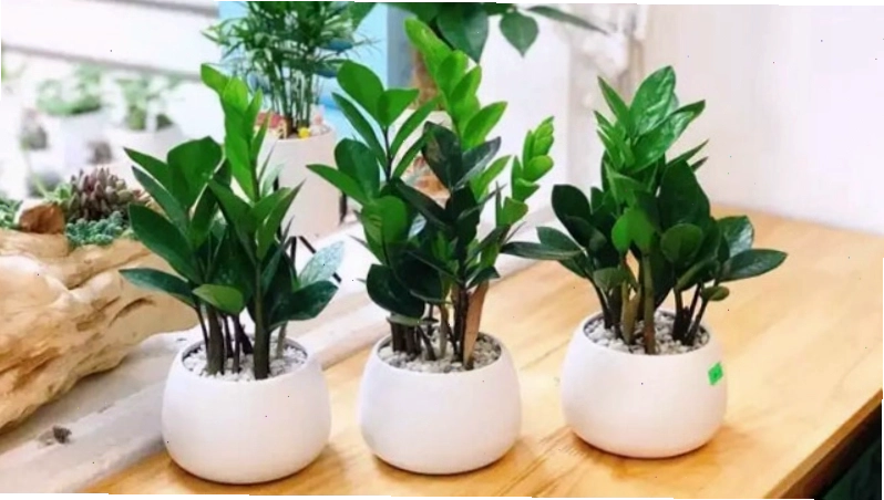 Cây Kim Tiền với lá xanh mướt tượng trưng cho tài lộc