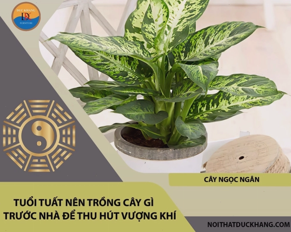 Cây Kim Tiền với lá xanh tốt tượng trưng cho tài lộc