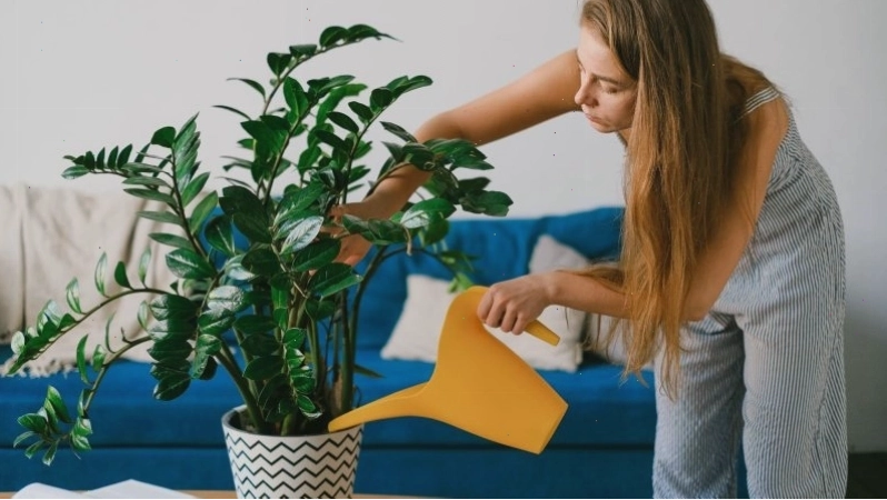 Cây kim tiền với những chồi non xanh mơn mởn