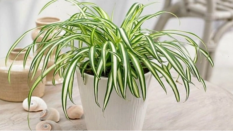 Cây lan chi với lá xanh sọc trắng thanh thoát