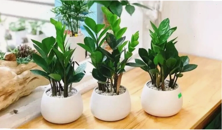 Cây Lan Ý hợp tuổi Ất Sửu 1985