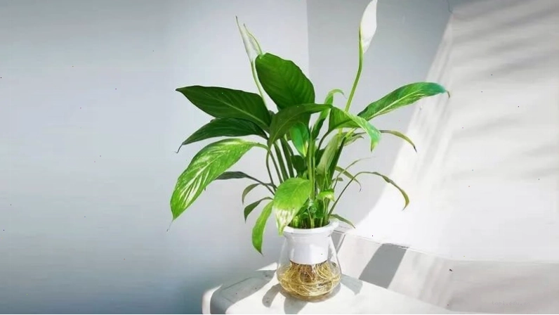 Cây Lan Ý thanh tao, giúp thanh lọc không khí