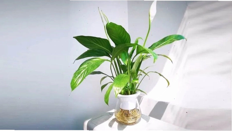 Cây lan ý với hoa trắng thanh khiết