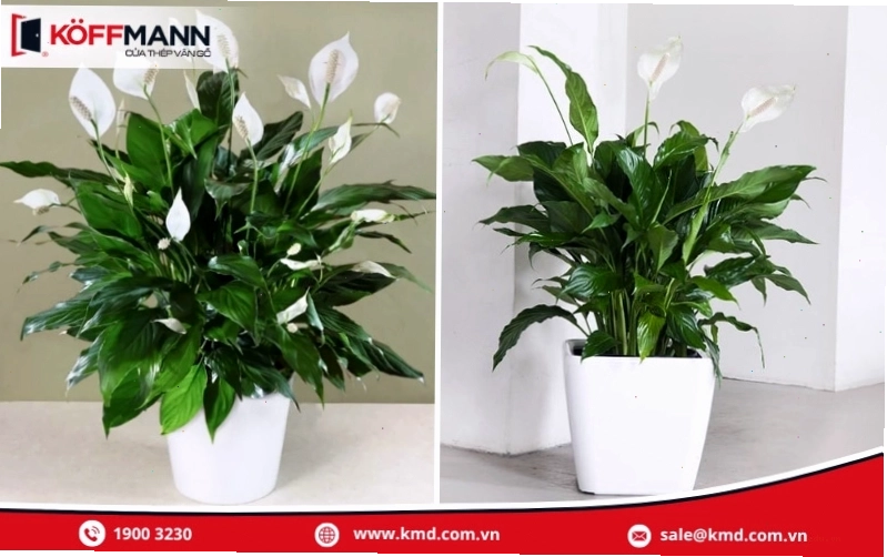 Cây Lan Ý với hoa trắng thanh thoát, hợp với người mệnh Kim