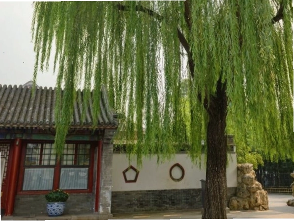 Cây liễu với dáng vẻ u buồn, không nên trồng trước nhà theo phong thủy