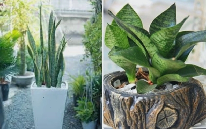 Cây lưỡi hổ với lá bản lớn, cứng cáp, chịu nắng tốt và có ý nghĩa phong thủy