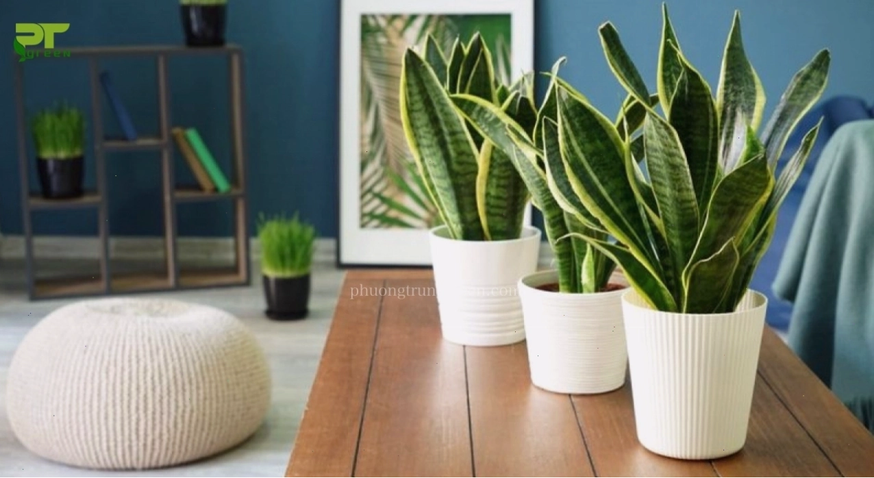 Cây lưỡi hổ với lá cứng cáp, thanh lọc không khí hiệu quả